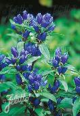 Gentiana Makinoi-Hybr. 'Royal Blue'